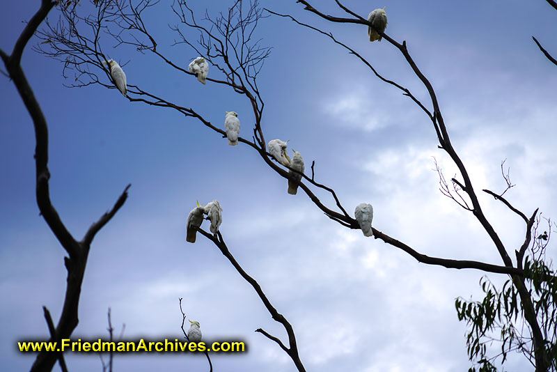 birds,tree,birch,white,sky,flash,